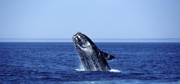 right_whales_newsletter_1_0.png